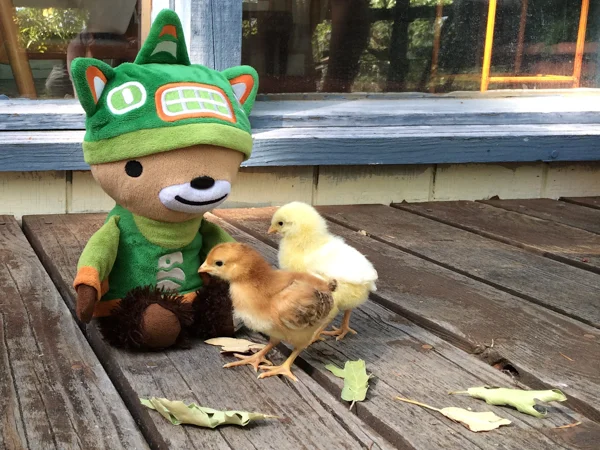 sumibabychicks (2 of 4)