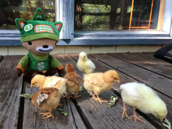 sumibabychicks (3 of 4)