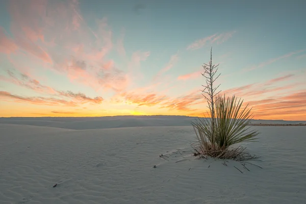 sumi bear white sands national monument-10