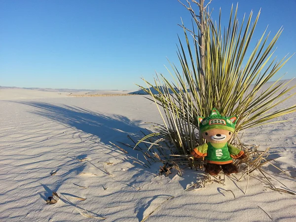 sumi bear white sands national monument-8