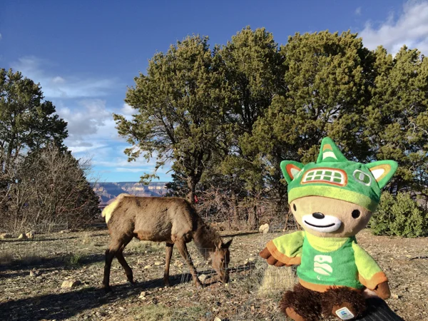 Sumi Bear at Grand Canyon-3