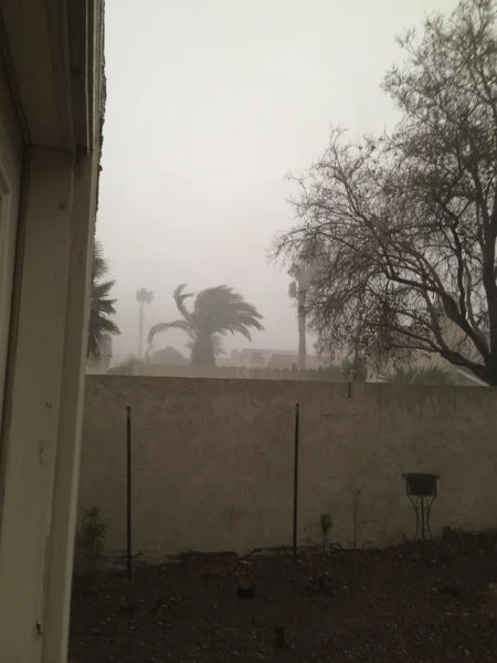 sumi bear wet and stormy-1