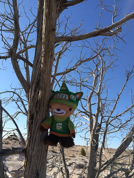 sumi petrified national forest agate bridge-2