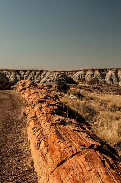sumi petrified national forest crystal forest-3