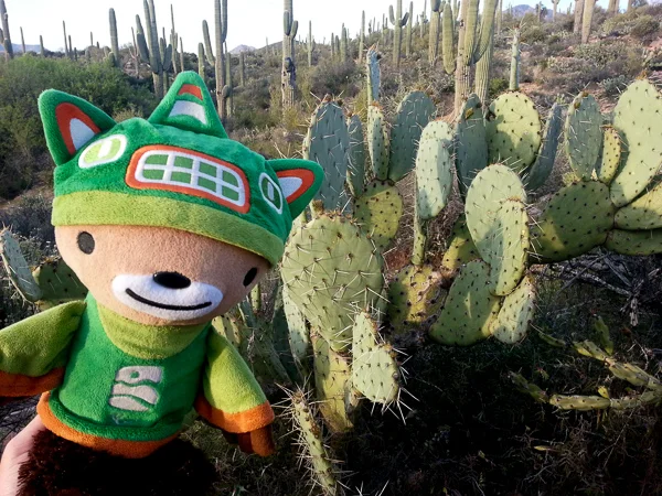 sumi arizona cacti-2