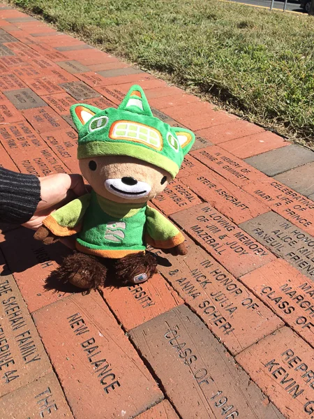 bear bud oak square-2