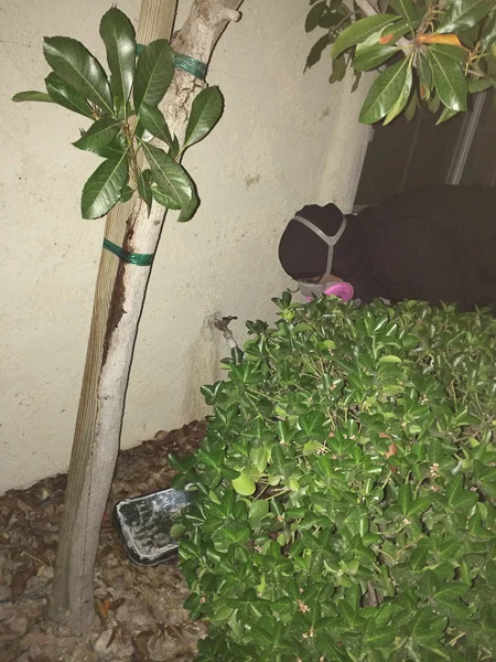 sumi bear thinks bees are gross-5