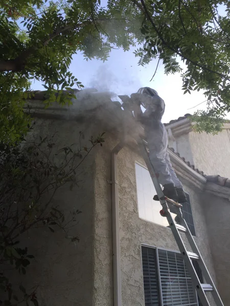 sumi bear smokes bees-6