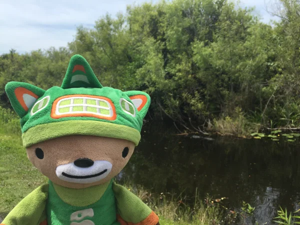 Sumi bear with florida gators-4