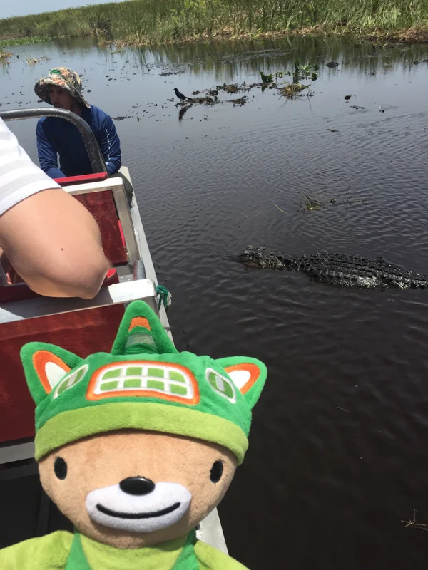 Sumi bear with florida gators-6