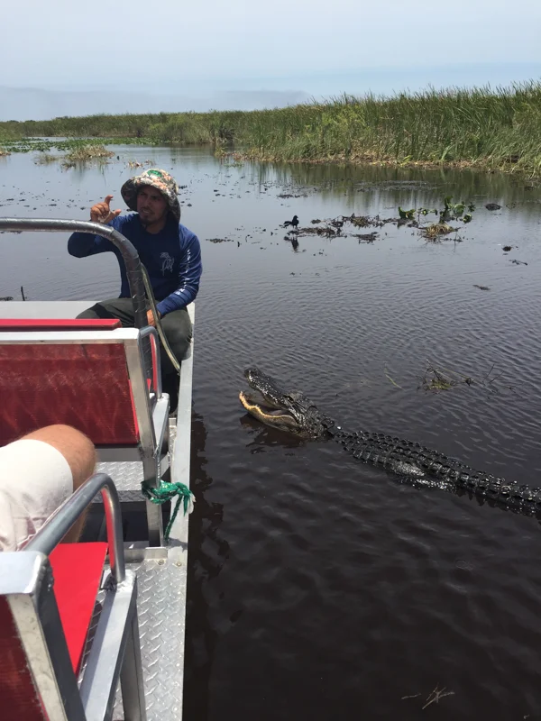 Sumi bear with florida gators-8