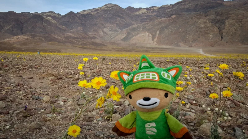 sumisuperbloom2016-1