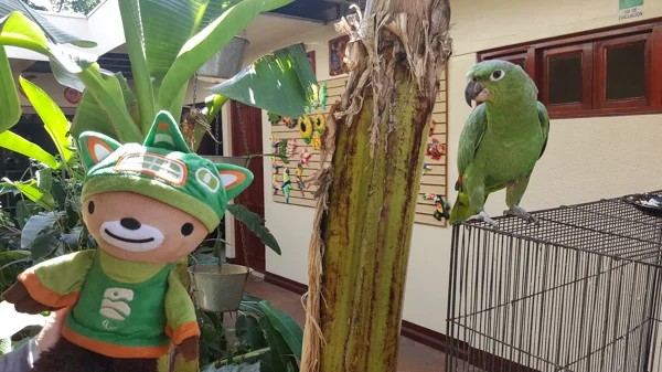 sumi bear in nicaragua-6