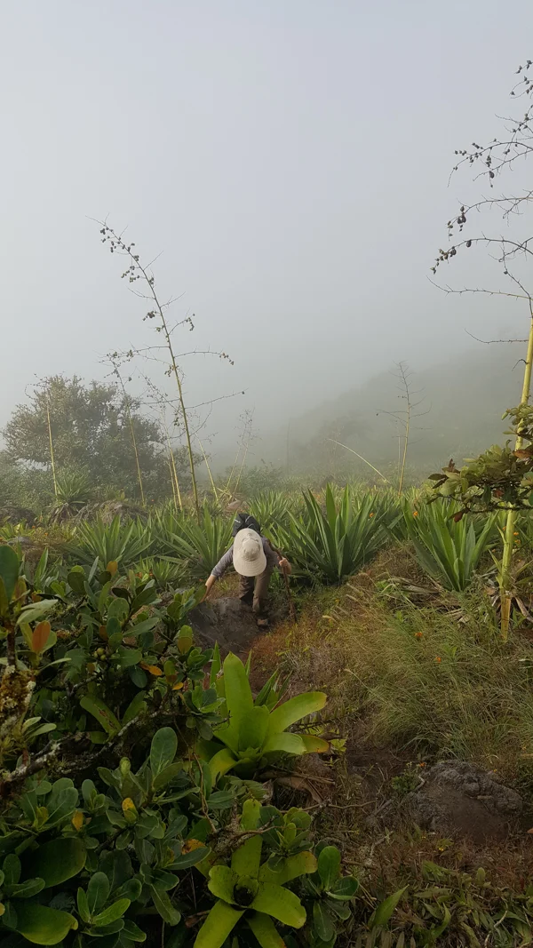 sumi bear in nicaragua-22