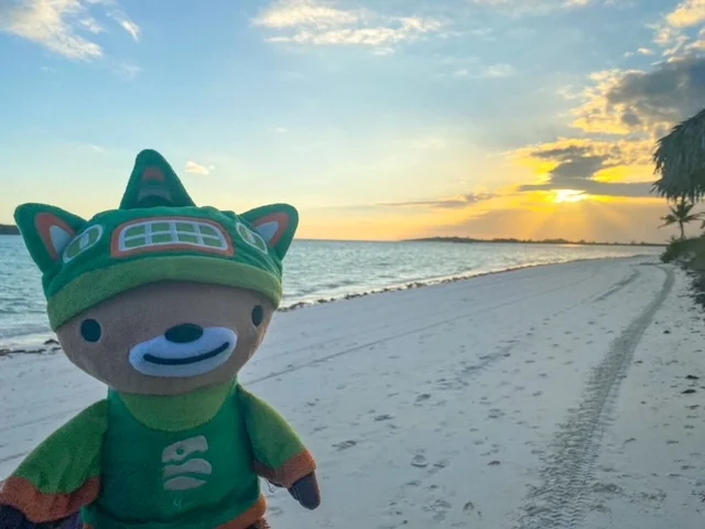 Sumi bear at sunset on the beach in the Bahamas