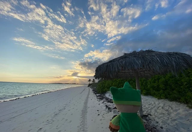 Sumi Bear in Abaco Club Beach in the Bahamas