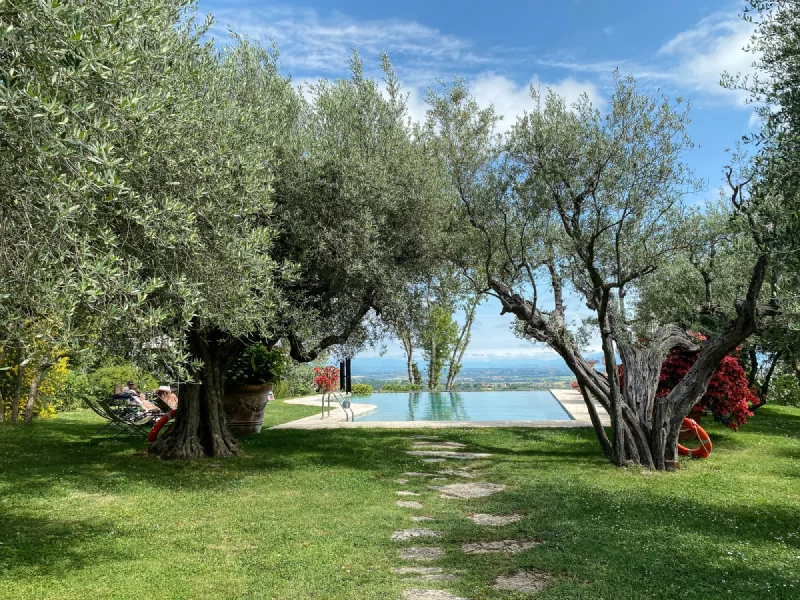 Infinity pool at Villa Cicolina with olive trees and valley views