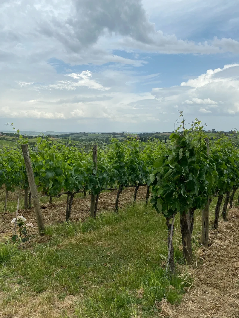 Vineyard rows with rolling Tuscan hills in the background
