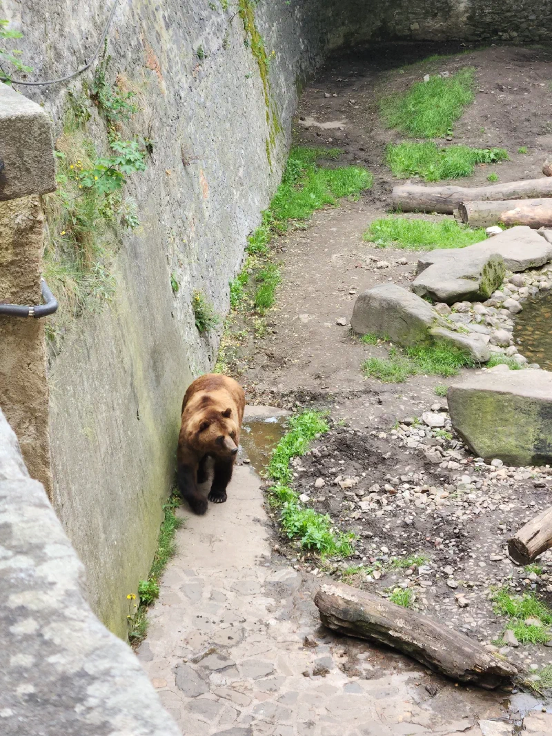 A real brown bear in the castle moat