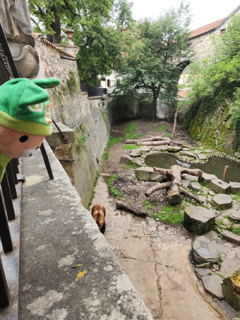Sumi Bear looking down into the bear moat enclosure