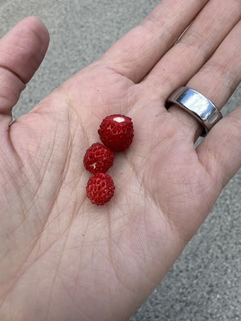 Three tiny wild strawberries in Pokin's palm
