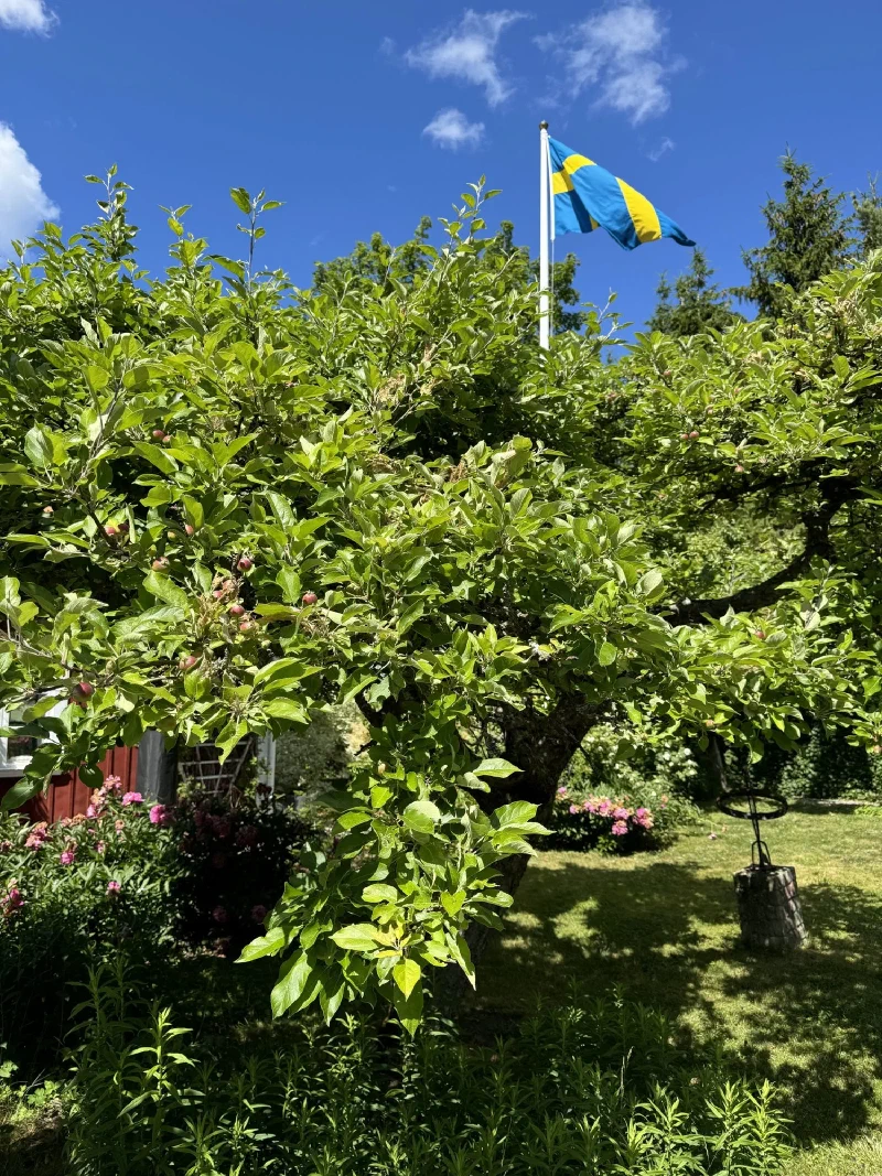 Swedish garden with apple tree and Swedish flag on white flagpole