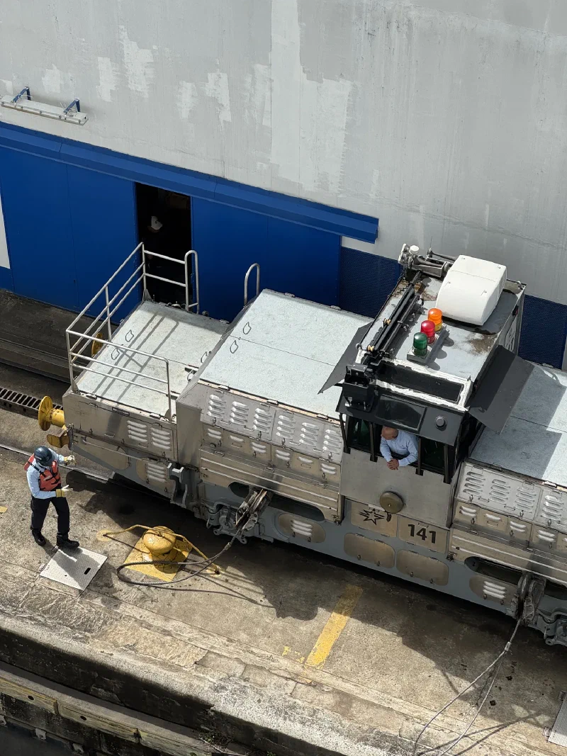 Close-up of mule #141