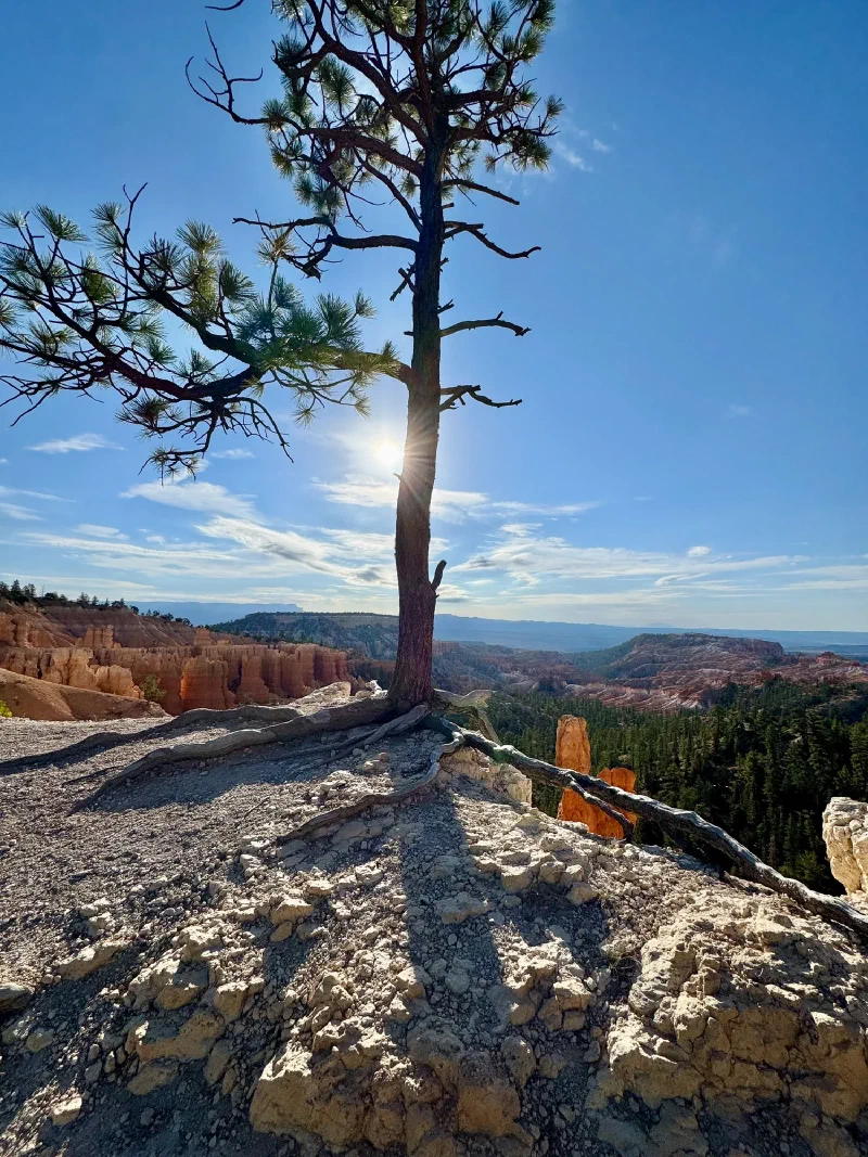 Pine tree with exposed roots on the canyon edge