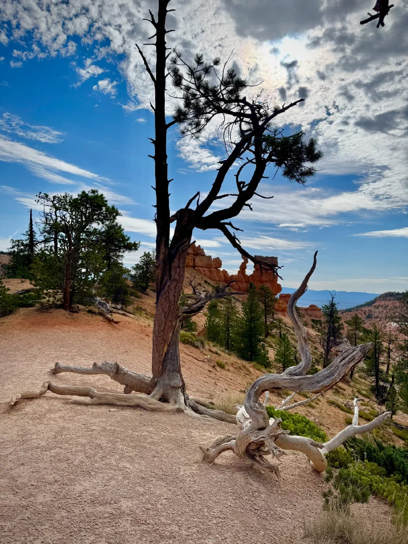 Gnarled weathered pine
