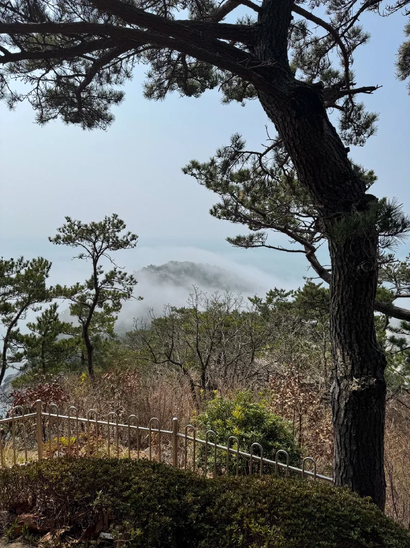 Misty mountain viewpoint through pine trees
