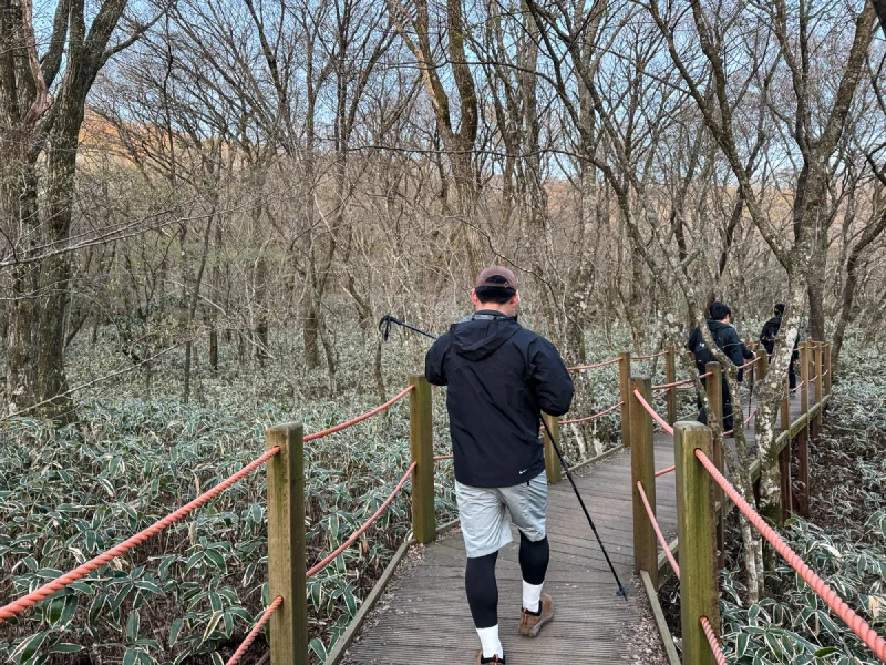 Hiker walking along a boardwalk through dwarf bamboo forest