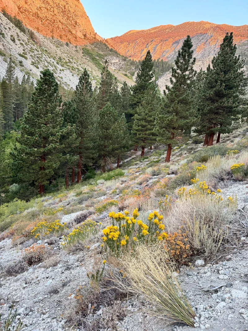 Alpenglow on Sierra Nevada peaks