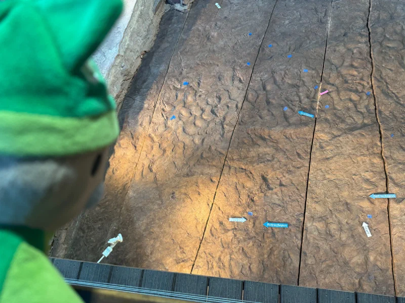 Sumi looking at dinosaur fossil tracks