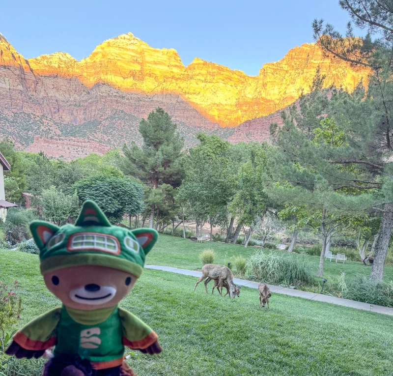 Sumi watching deer graze at sunset with Zion cliffs behind