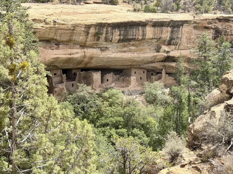 The stone towers and walls of Spruce Tree House, with small dark window openings, built into a deep sandstone alcove streaked with dark water stains, surrounded by juniper and pine