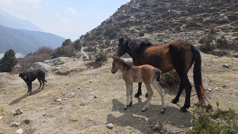 A horse and foal standing on a rocky trail with a black dog nearby