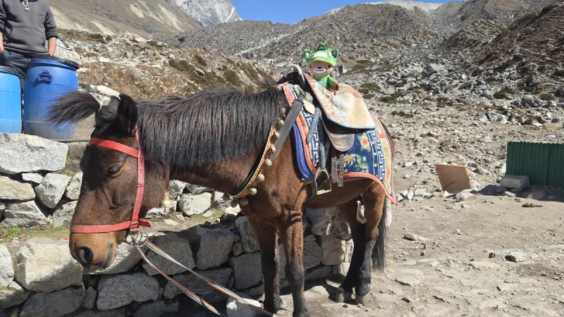 Sumi the spirit bear sitting on a horse saddle with brass bells and a colorful blanket on a rocky mountain trail
