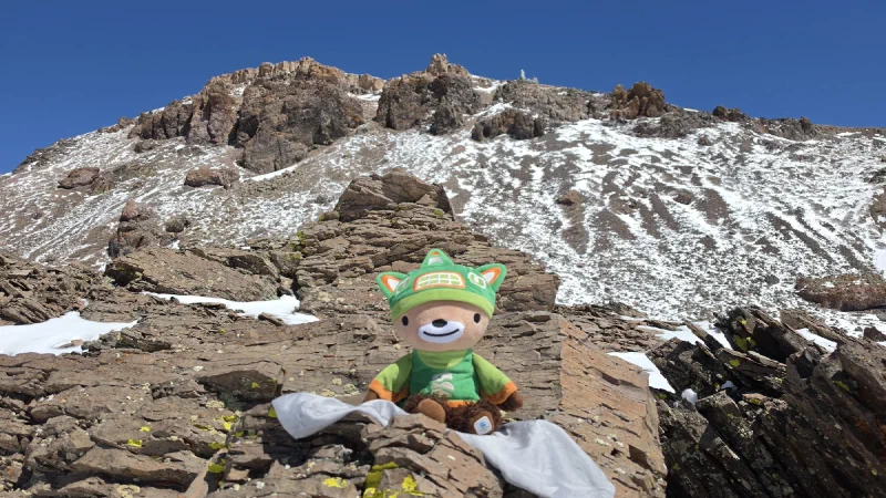 Sumi Bear posed on rocks near snowy alpine slopes at Brian Head Peak