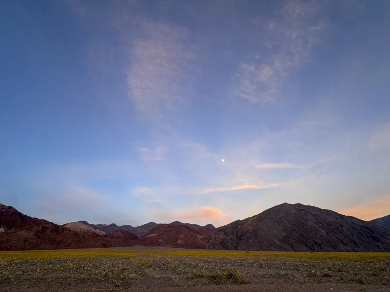 Yellow superbloom wildflowers at dusk with moon rising over Death Valley mountains