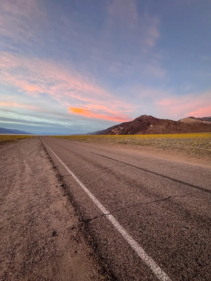Desert road cutting through yellow superbloom wildflowers at sunset in Death Valley