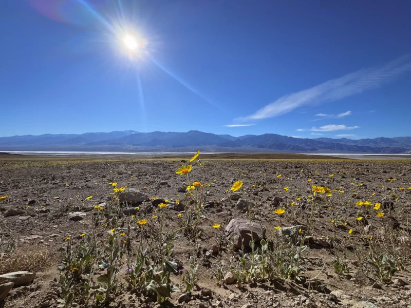 Yellow desert gold sunflowers blooming across the Death Valley floor with salt flats and mountains in the distance