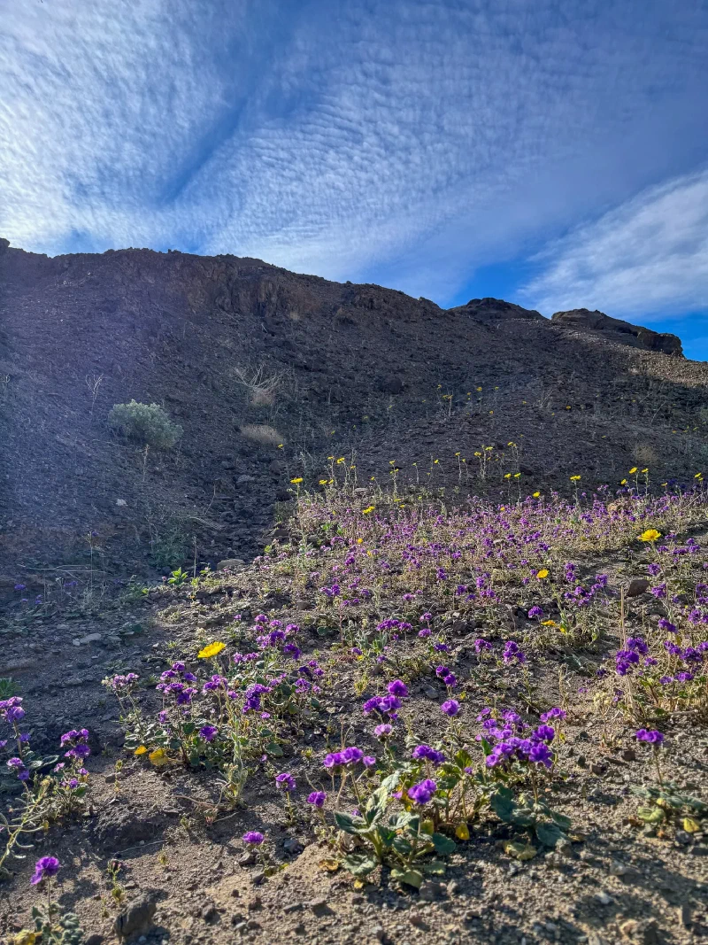 Purple phacelia and yellow desert gold wildflowers growing on dark volcanic hillside in Death Valley