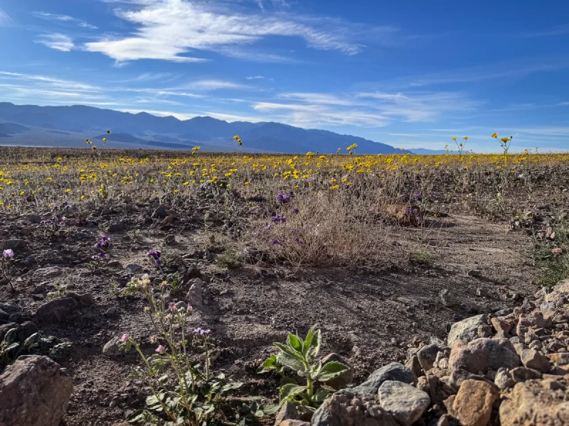 Ground-level view of mixed yellow, purple, and white wildflowers on rocky desert floor with mountains in background