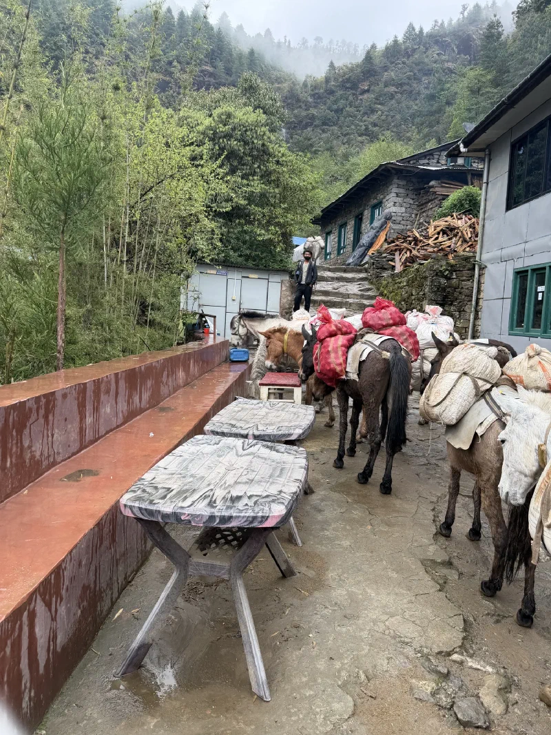 Loaded pack mules outside a stone building on a gray trail