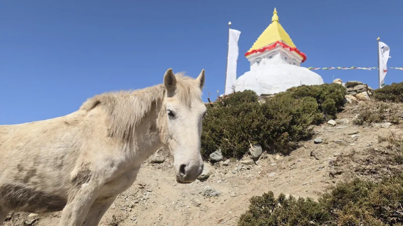 Horse standing near a Buddhist stupa with prayer flags