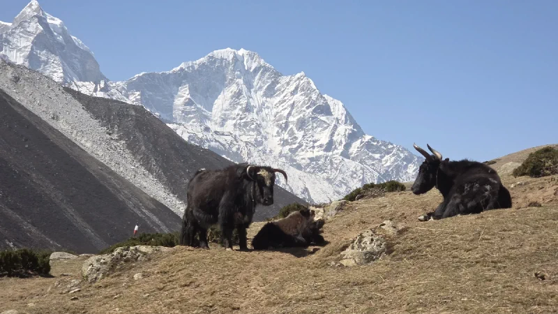 Three yaks resting in a field with snow-capped mountains behind