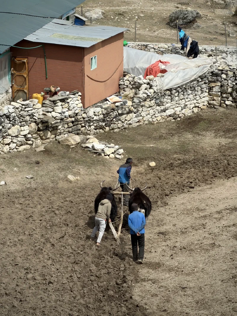 Yaks being used to plow a field in Dingboche