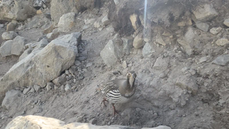 A fat Himalayan bird standing on the trail