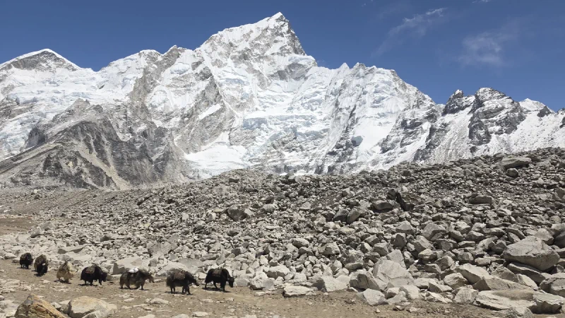 Yak caravan crossing glacier moraine near EBC