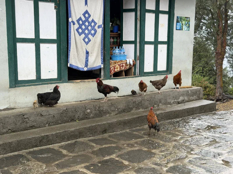 Chickens and baby chicks on stone steps in front of a village building